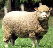 merino sheep    75 cents